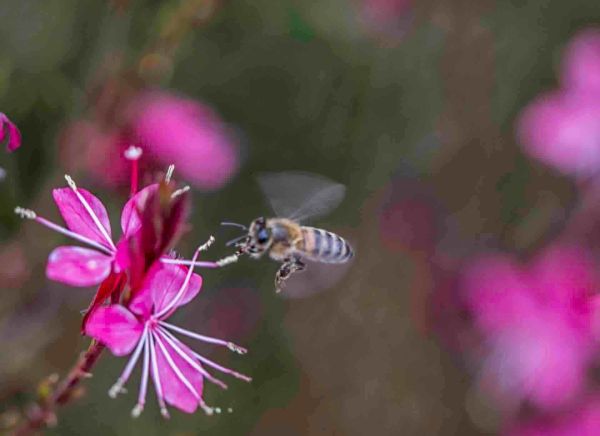 Photographie macro : abeille butinant sur une fleur rose, pollen et flou d'arrière-plan.