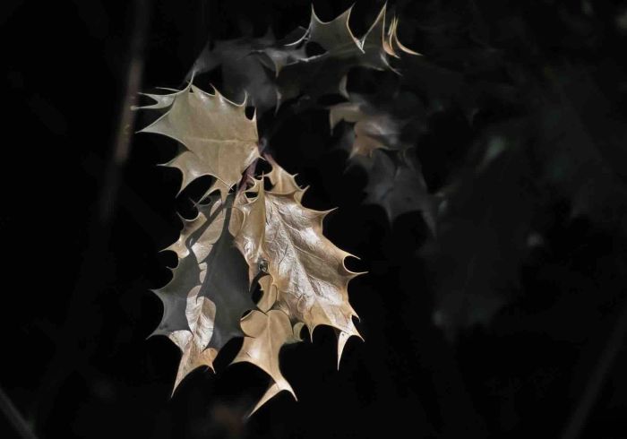 Photographie botanique : gros plan de feuilles de houx avec des baies rouges, détails de la texture.