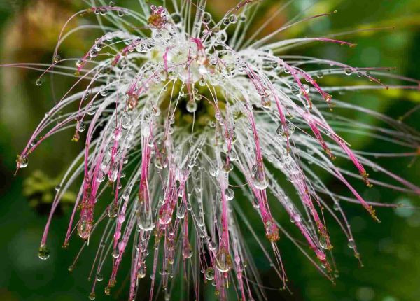 Photographie macro d'une fleur d'albizia rose et blanche couverte de gouttes de rosée sur fond vert sombre.