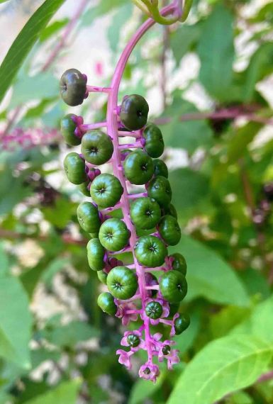 Photographie botanique : grappe de baies vertes de Phytolaque (Raisin d'Amérique) avec tige rose.
