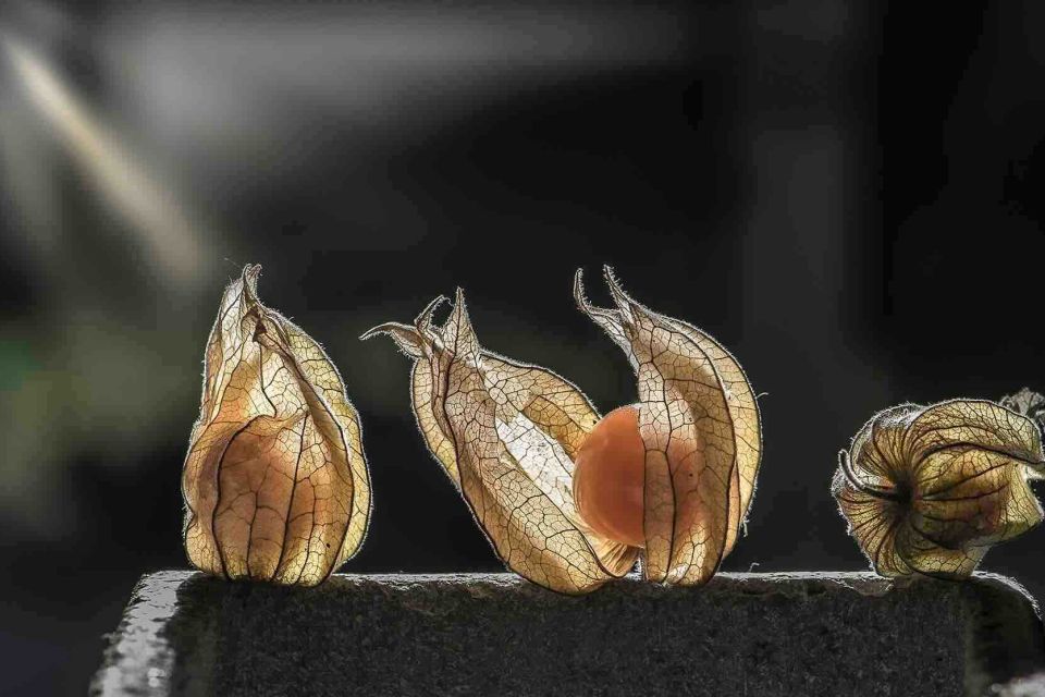 Photographie macro : Physalis (Amour en Cage) orange avec lumière en transparence, contre-jour.