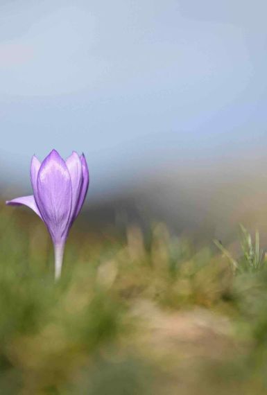 Photographie minimaliste d'une fleur de colchique violette solitaire dans un champ, fond flou (bokeh).