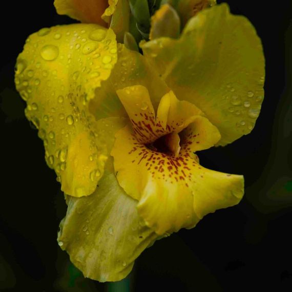 macro : fleur de Canna jaune avec taches rouges et gouttes de pluie, fond sombre.