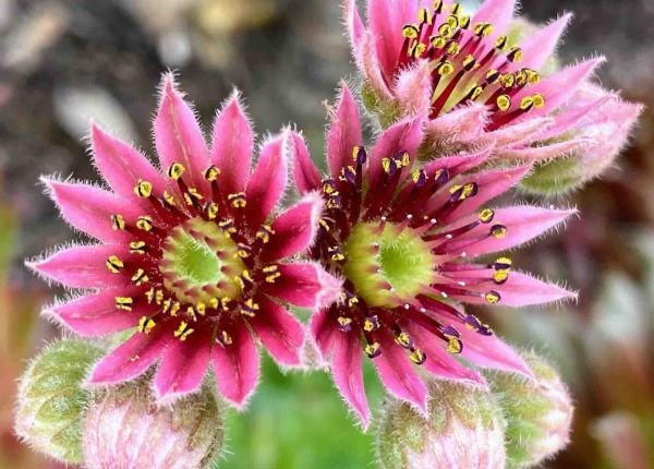 Photographie macro : fleurs roses et jaunes de joubarbe ou succulentes, détails des pétales et étamines.