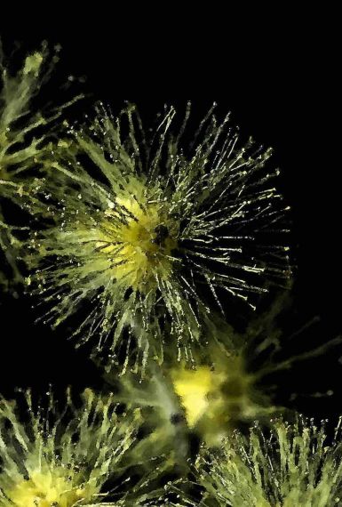 Photographie macro botanique : fleur jaune exotique mouillée avec gouttes d'eau et centre rouge, fond noir.