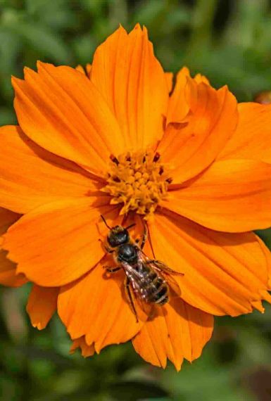 Photographie macro : abeille sur fleur orange vif (cosmos ou souci), pollinisation en gros plan.